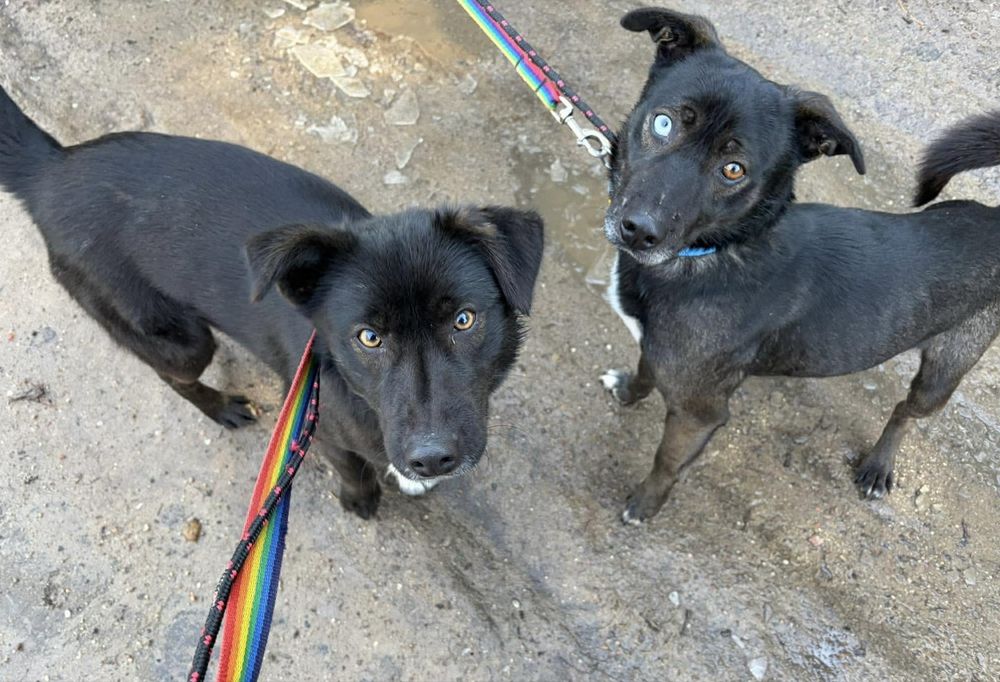 Wyjątkowi bracia polecają się do adopcji!