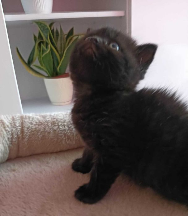 Koty kociaki kocięta Brytyjskie krótkowłose