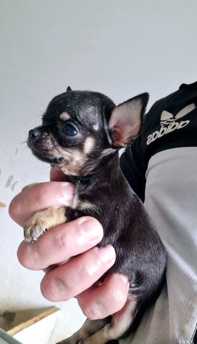 Chihuahua  mesmo pequeno