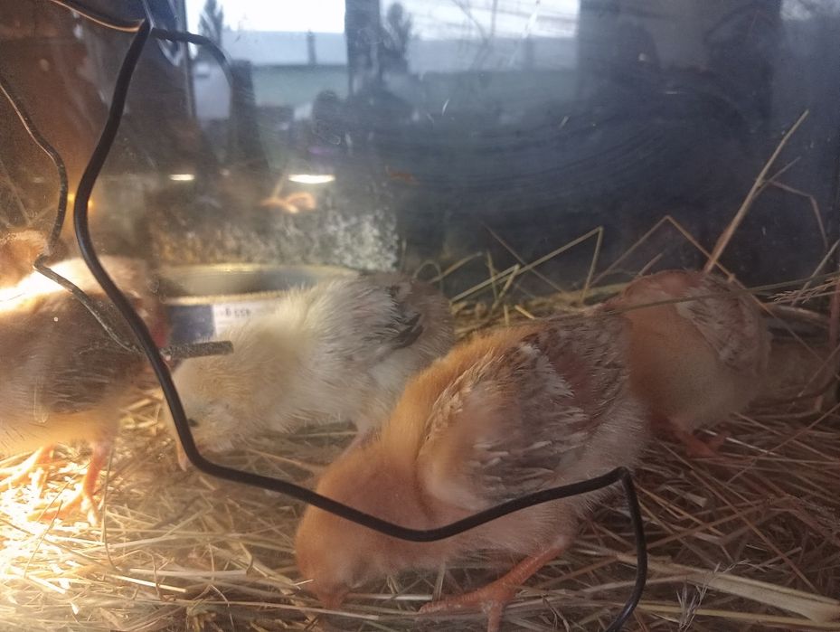 Kurczęta kury  2 tygodniowe