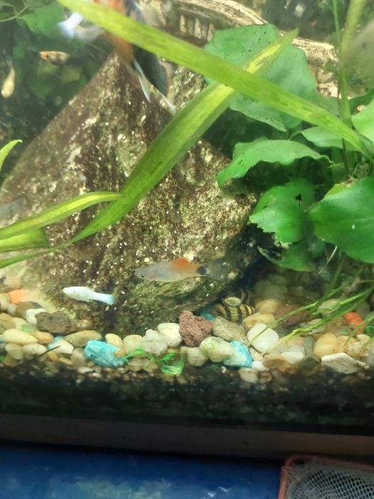 Mlode rybki zmienniak plamisty