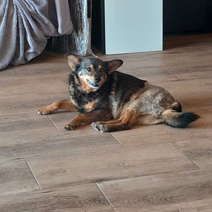 Bura - suczka po przejściach czeka na kochający dom