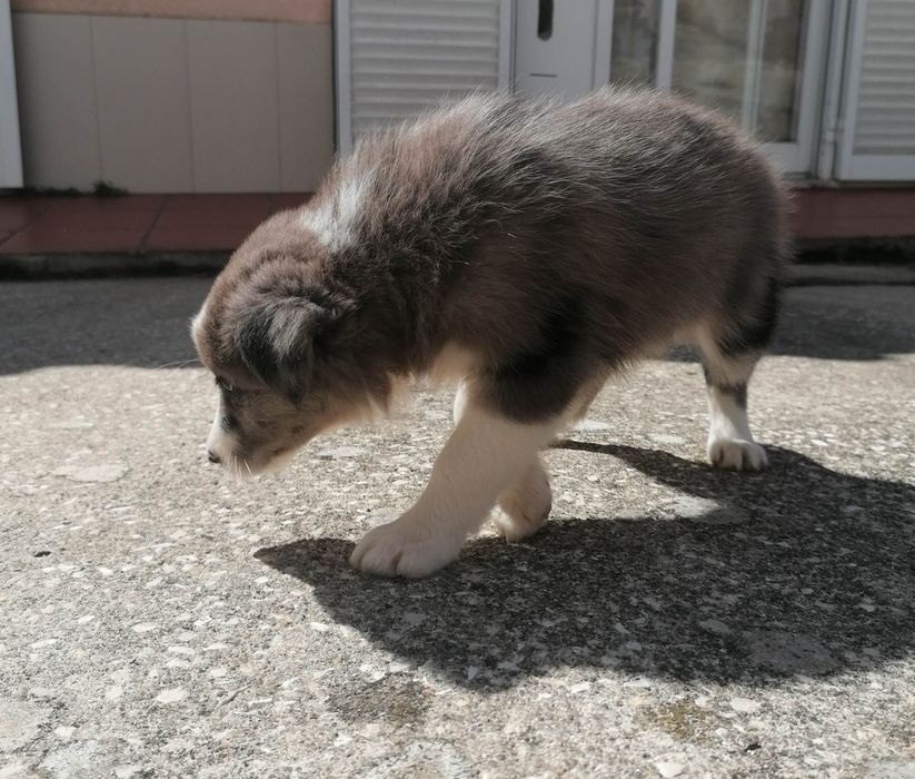 Fêmea Border Collie (rara) LOP/RI