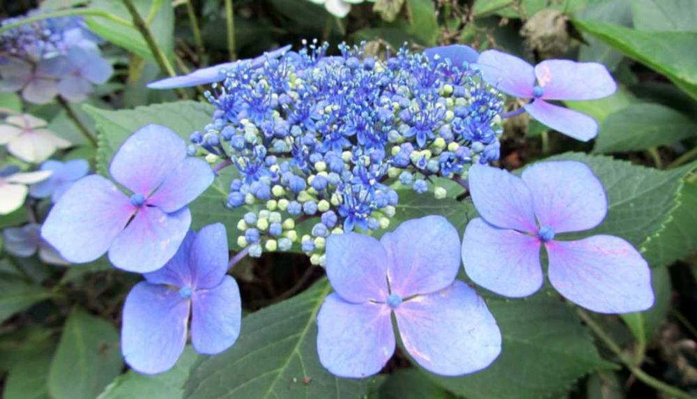 HORTENSJA MARIESII PERFECTA - sadzonki w doniczkach
