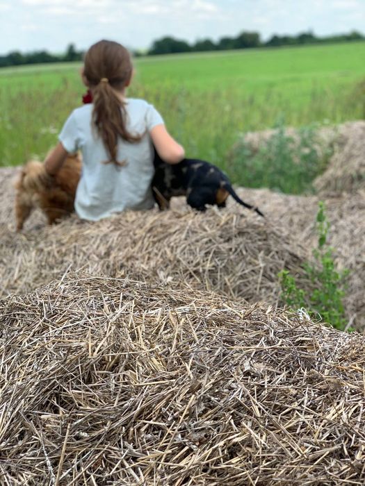 Цуцики такси різних окрасів