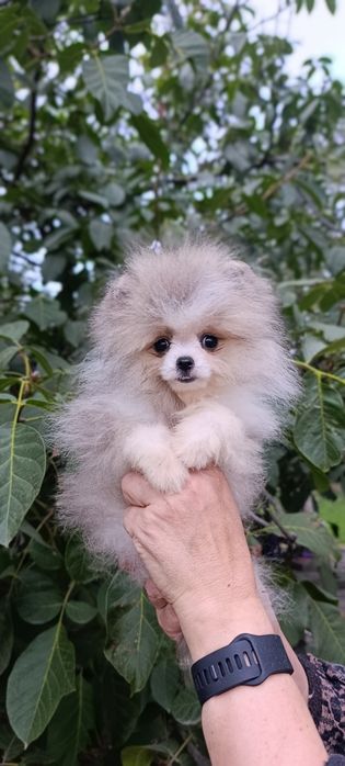 Померанський шпіц міні дівчинка