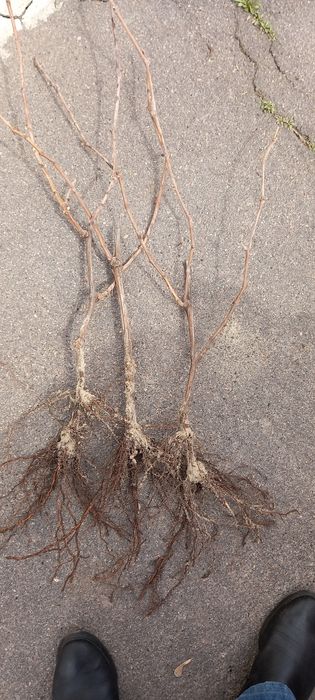 Продам саджанці  винограду ,з хорошою кореневою . 50-100гр.