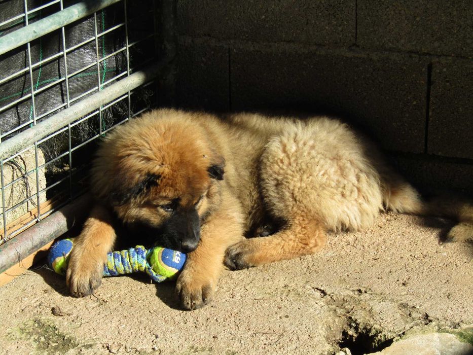 Cão Serra da Estrela com Pedigree/Afixo.