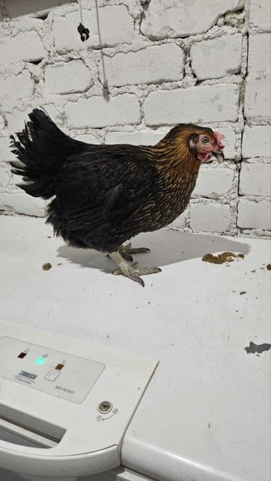 Kury nioski młode zdrowe z jajkiem ! Dominant Zielononóżka !