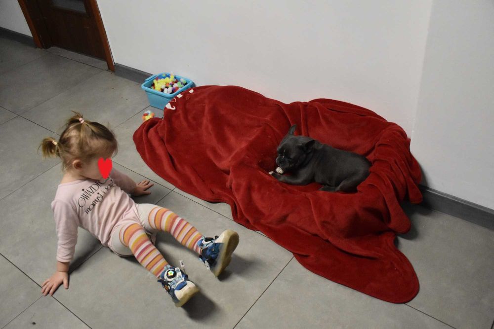 Buldog francuski szczenię blue - PEPPA 4 miesiące aktualna