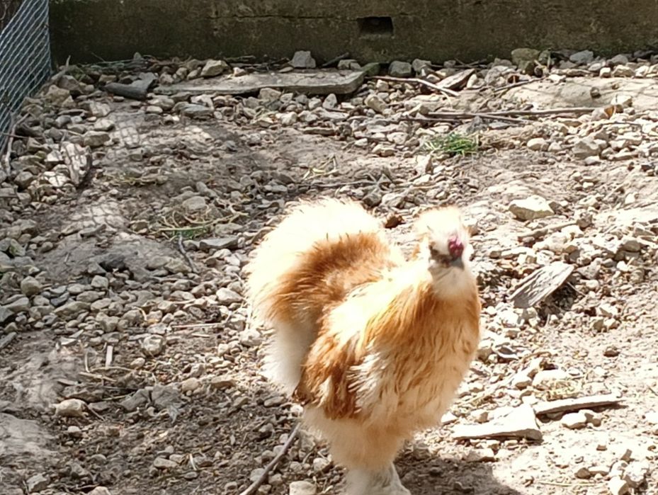 Sprzedam Koguty Silki albo parkę