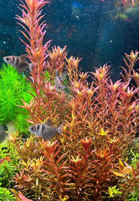 Ротала Сингапур. акваріумні рослини