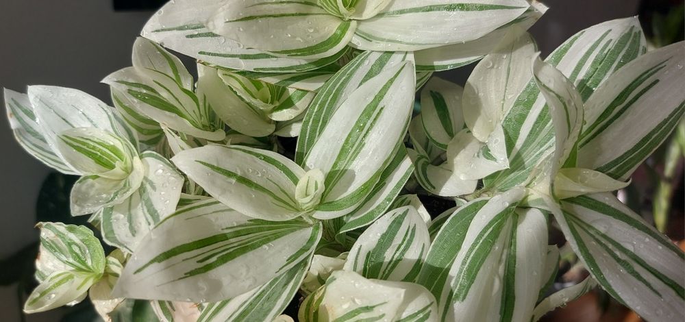 Білосніжна кустова традесканція