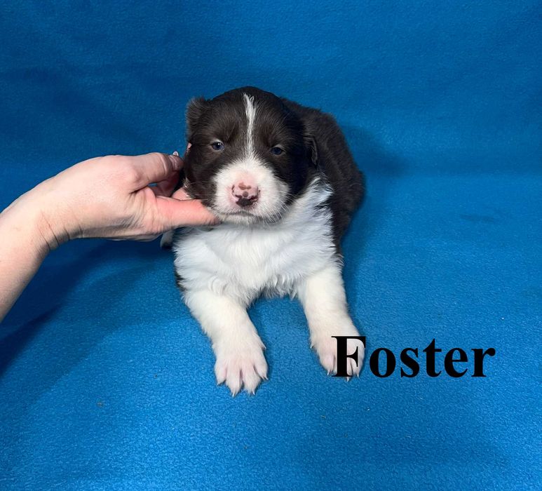 Border Collie, Piesek z Rodowodem, Rodzice przebadani genetycznie, Foster