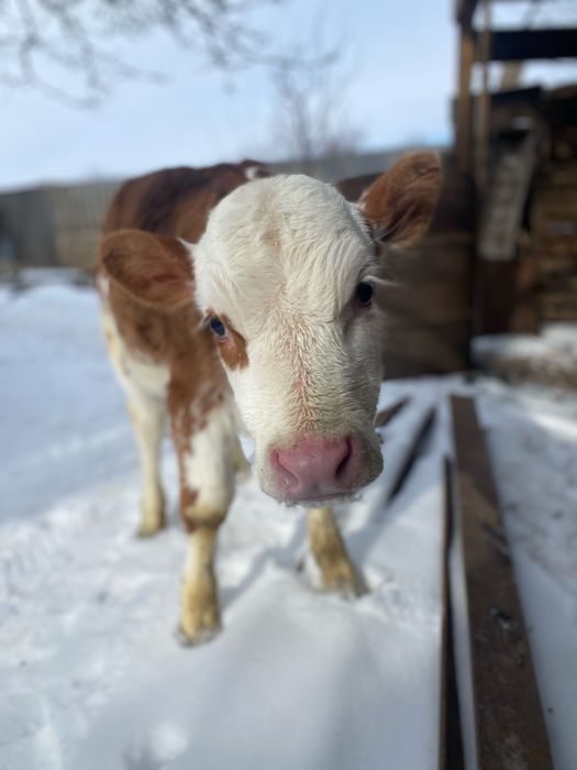 Теличка 2 місяці