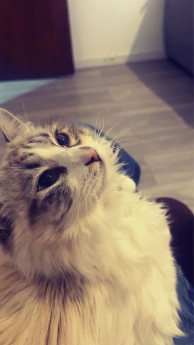vendo gato raça redgoll