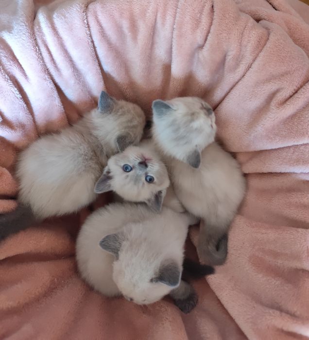 Кошенята британські, котики, кицюні