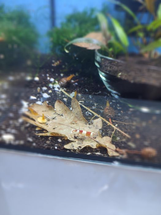 Caridinas Cristal Red e Cristal Black