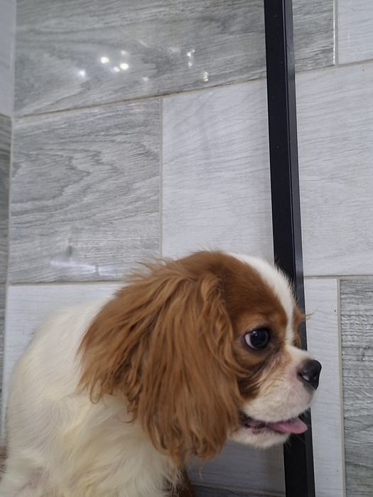 Cavalier King Charles Spaniel Pies