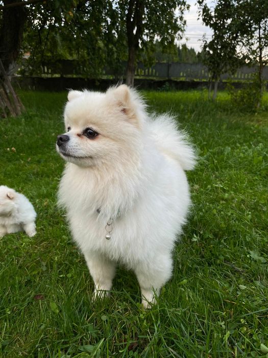 Померанський Шпіц для в'язки