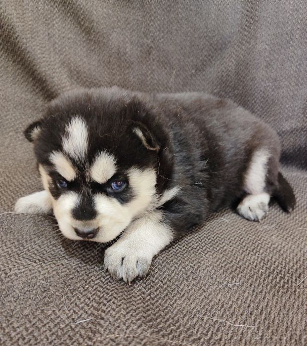 Ростуть чернобілого кольору хаскі