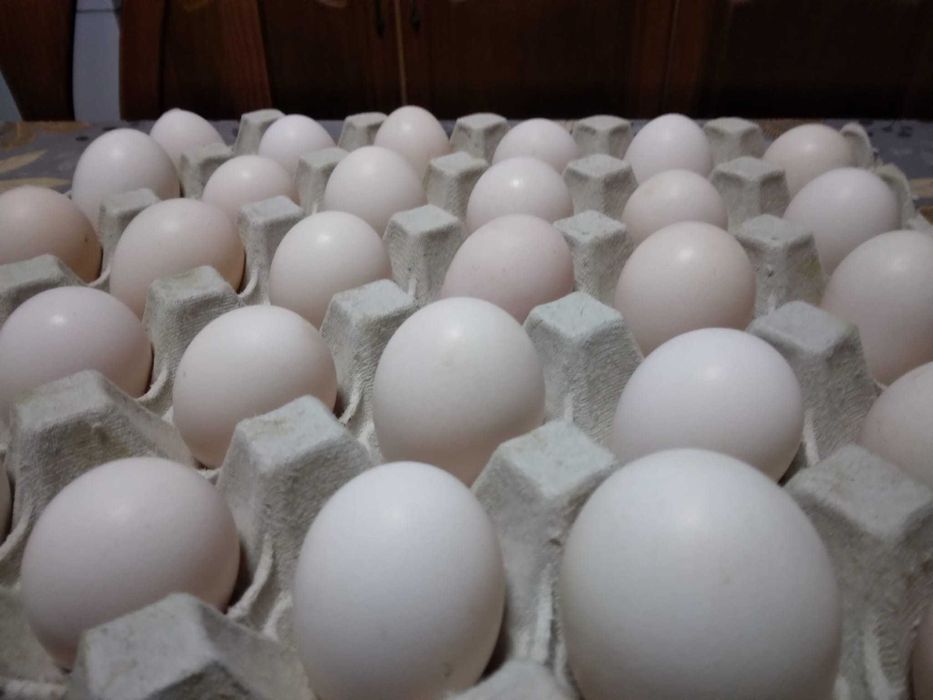 Ovos caseiros consumo