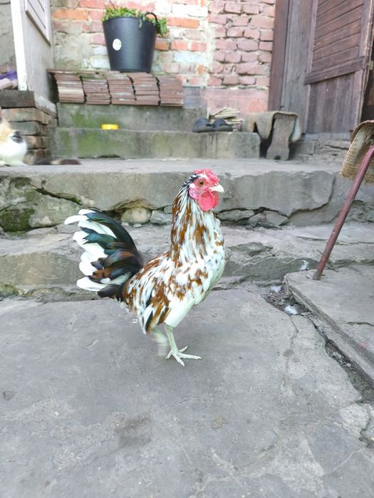 Півники молоді  різних порід (бентам, кохінхін карликовий )