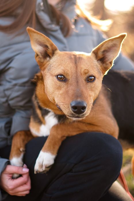 Собака шукає сімʼю в добрі руки
