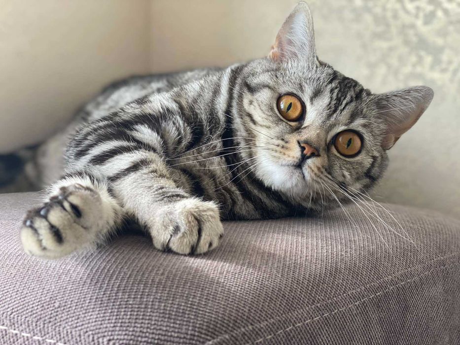 Шотландська кішка