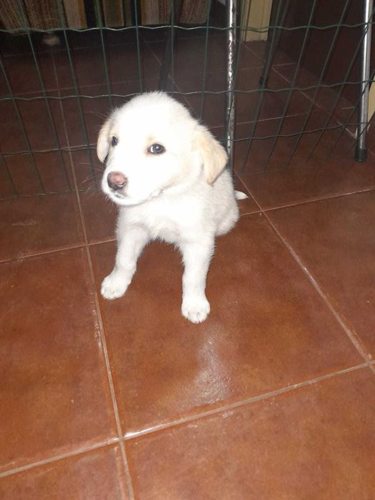 Adoção urgente - abandonados na rua