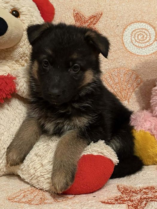 Цуценята німецької вівчарки