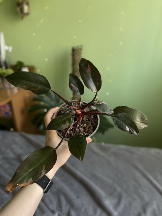 Філодендрон Пінк Прінцес