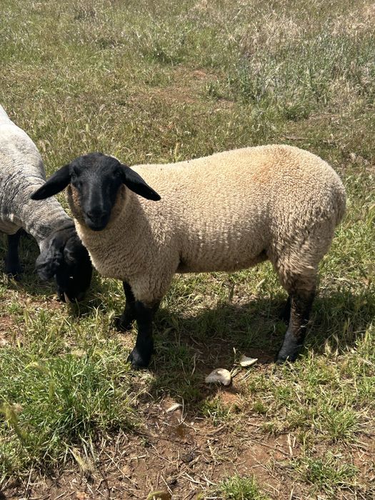 Ovelhas suffolk