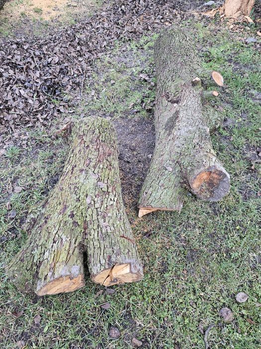 Drzewo na sprzedaż Gruszka