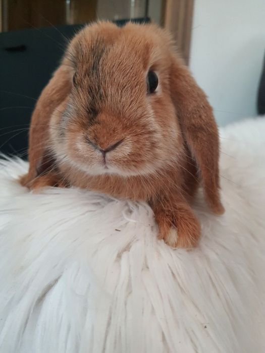Króliki baranek miniaturka karzełek mini lop. Cena CAŁKOWITA.