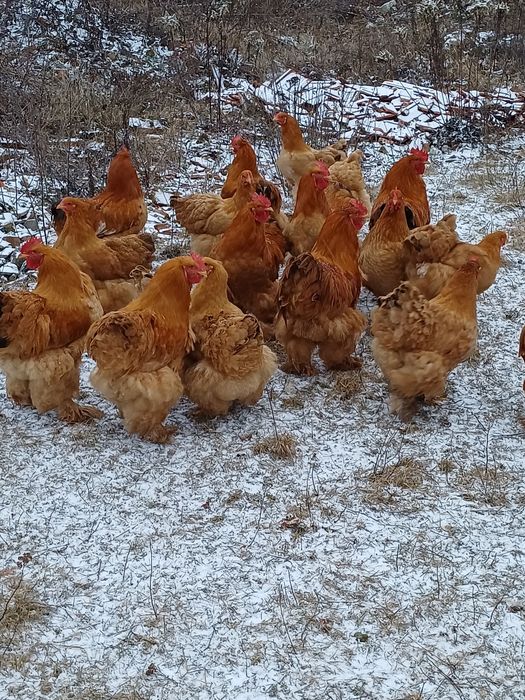 Kochin olbrzymi kogut kury kurki