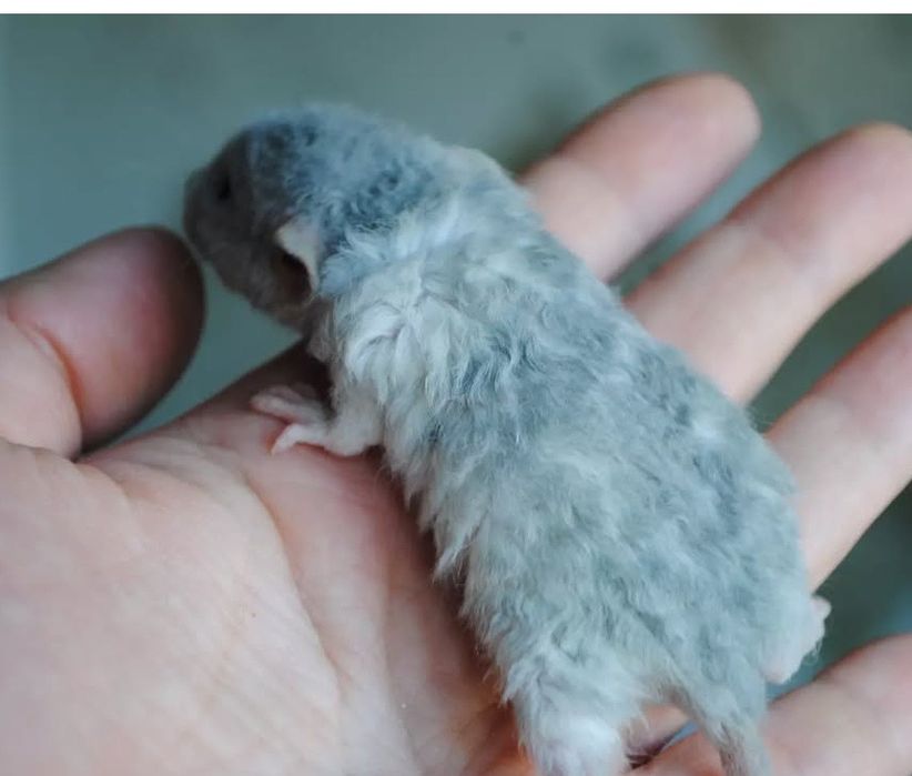 Крысенок дамбо. Пацючок. Щур. Крысята. Рекс