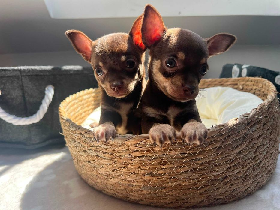 Chihuahua malutkie czekoladowe dziewczynki