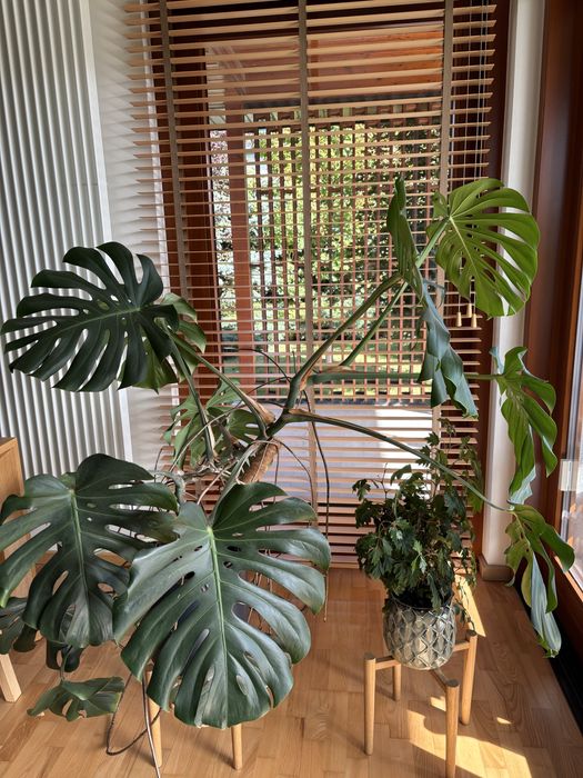 Monstera  dziurawa