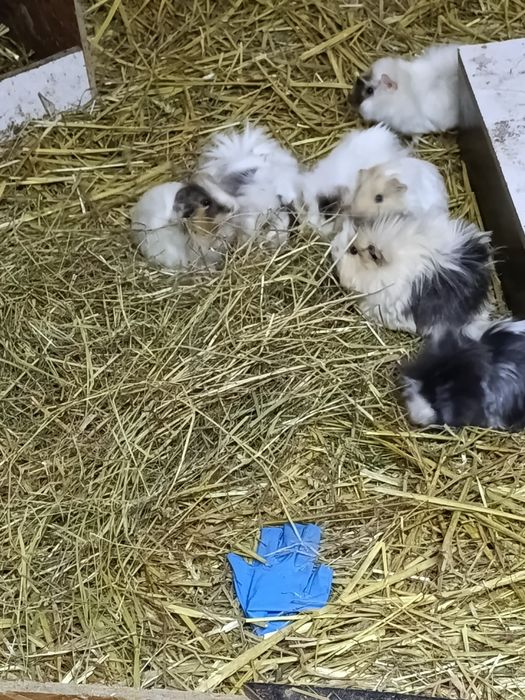 Świnki morskie rozetki długowłose