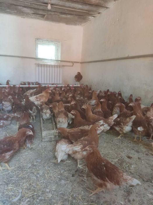 КУРИ-несушки Немовичі! продам! доставка безкоштовна!