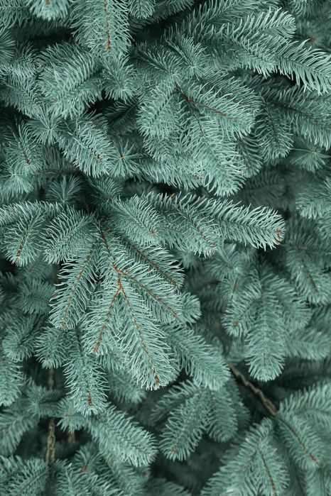 Ялинка Лита Ковалівська елітна блакитна 2,30 м.