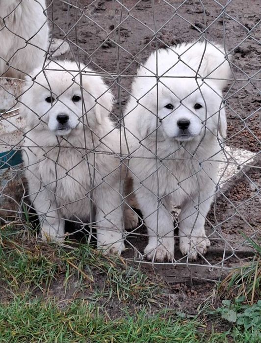 Polski Owczarek Podhalański Szczeniak o mocnej budowie