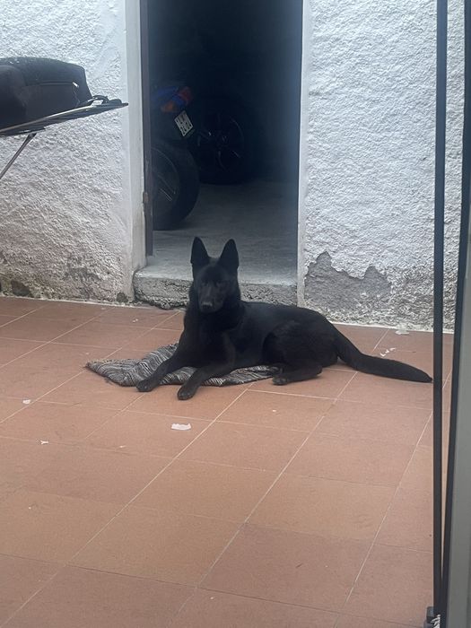 Pastor alemao macho para cruzar