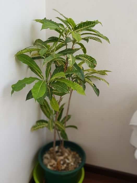 Planta Cróton verde e amarelo