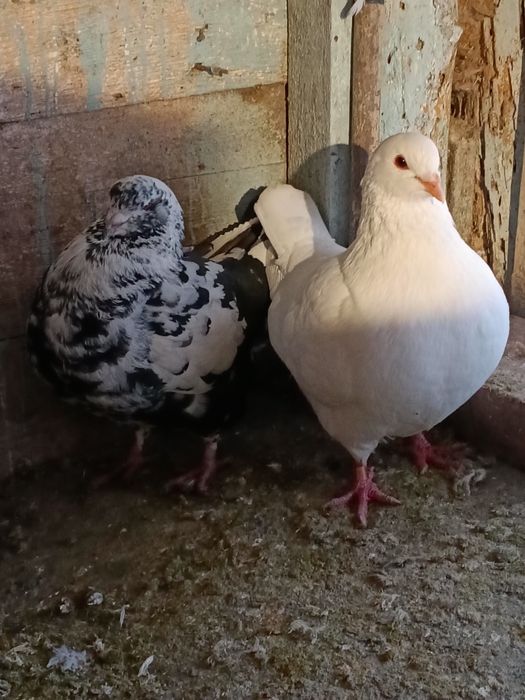 Gołąb, King, Strasser