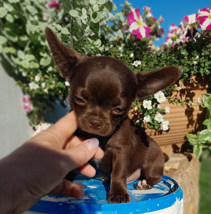 Chłopcy Chihuahua