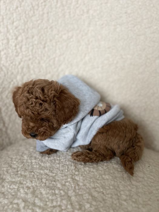 Poodle toy VIP (mini)