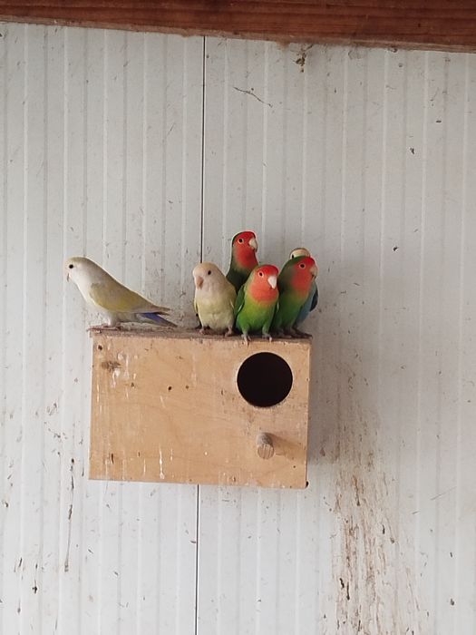 Casais reprodutores agapórnis roseicollis