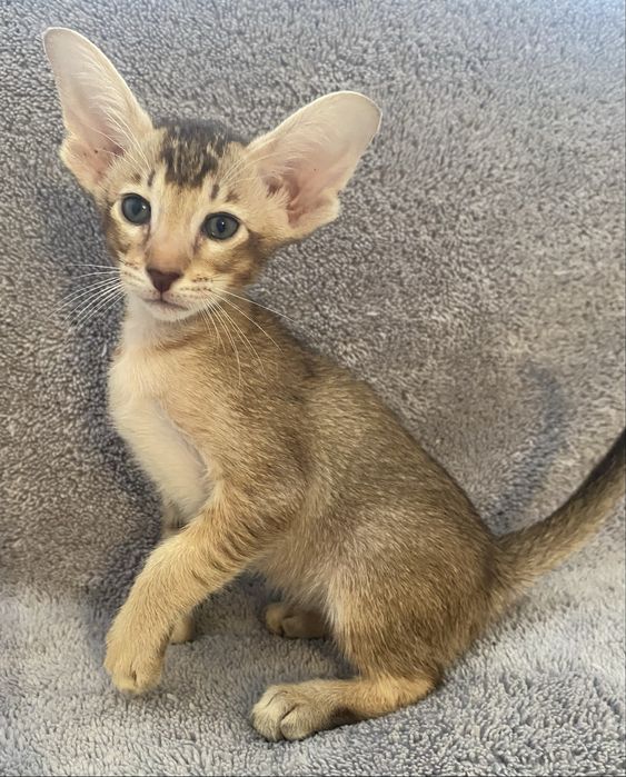 Орієнтальний хлопчик